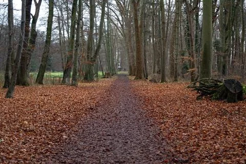 Leaf-covered path through bare forest Stock Photos