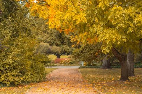 Leaf covered path under golden autumn trees Stock Photos