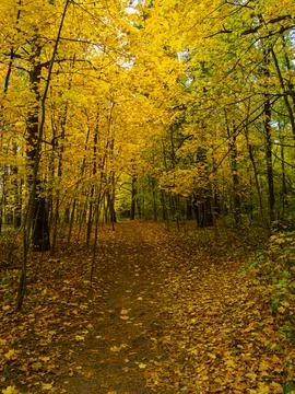 Leaf-covered path winding through forest of golden autumn foliage. Fall woo.. Stock Photos