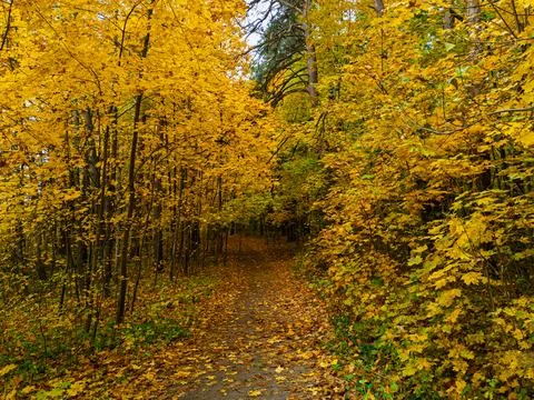 Leaf-covered path winding through forest of golden autumn foliage. Fall woo.. Stock Photos