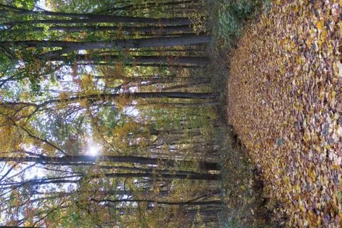 Leaf covered path in the woods Stock Photos