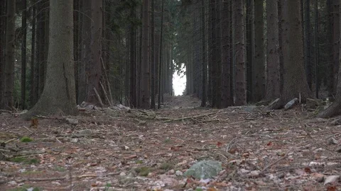 A leaf-covered pathway through a forest with the shining opening between the 스톡 동영상 115178423