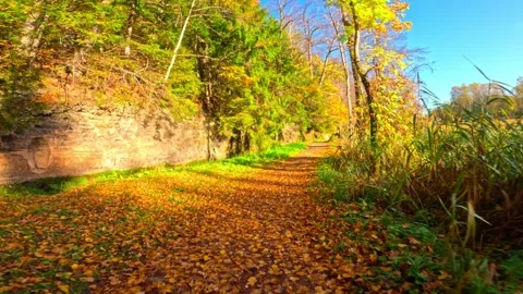 Leaf covered pathway winds beside calm waters beneath vibrant forest canopy 库存影片 336643291