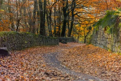 Leaf covered road Stock Photos