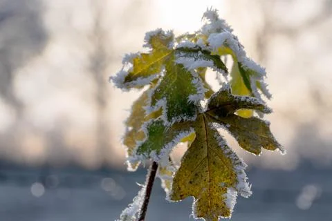 A leaf covered in snow is the main focus of the image Stock Photos