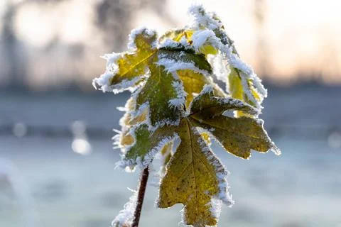 A leaf covered in snow is the main focus of the image Stock Photos