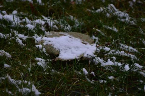 A leaf is covered in snow.  Stock Photos