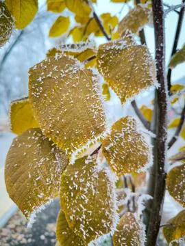 A leaf covered in snow is on a tree.  Stock Photos
