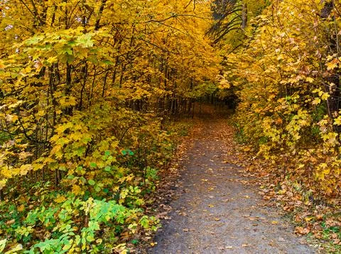 Leaf covered trail leads into glowing autumn forest, bordered by dense tree.. Stock Photos