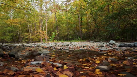 Leaf-Covered Trail Leads To Small Forest Pool Stock Footage 340141959
