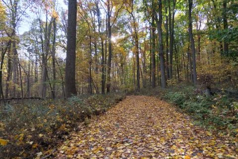 Leaf Covered trail in the woods in fall 写真素材