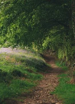 A leaf covered walking path in the forest Stock Photos