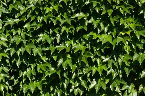 Leaf covered wall Stock Photos
