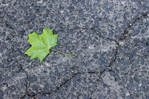 Leaf on cracked pavement 스톡 사진