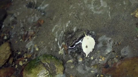 Leaf in a Creek 스톡 동영상 155561663