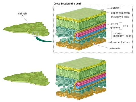 Leaf cross section Stock Illustration