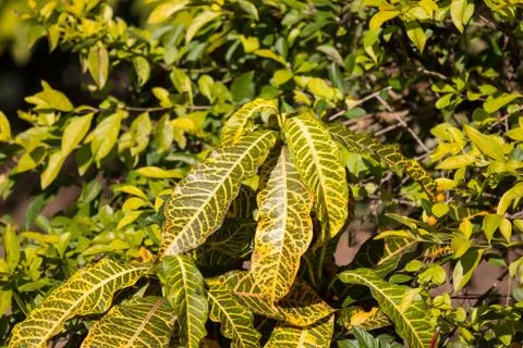 Leaf of croton tree Stock Photos