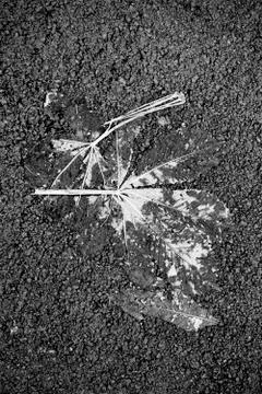 Leaf crushed on the asphalt Stock Photos