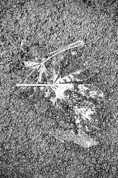 Leaf crushed on the asphalt two Stock Photos