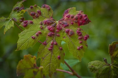 Leaf with Cryptomyzus ribis larvae Stock Photos