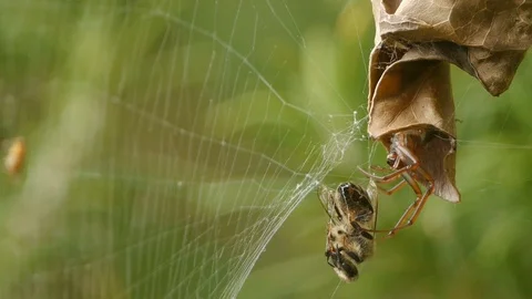 Leaf curling spider with captive bee wrapped in silk Stock Footage 103805501