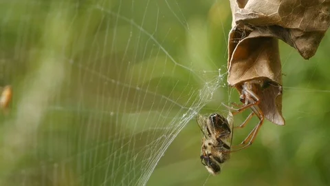 Leaf curling spider with captive bee wrapped in silk Stock Footage 107985554