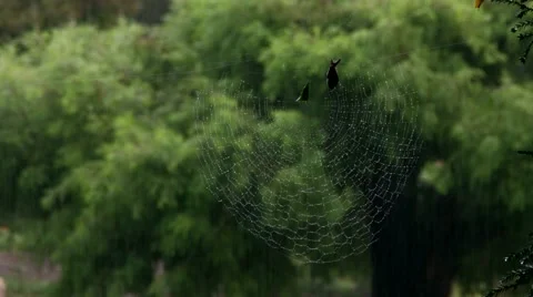 Leaf curling spider web background in rain Video stock 50412192