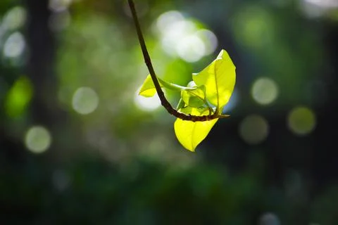 Leaf Curling from a Tree 스톡 사진