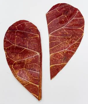 Leaf cut in the shape of a heart on a white background.... leaf cut in the sh Stock Photos