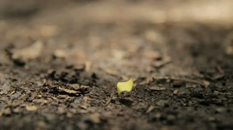 Leaf Cutter Ant 01 Stockbeeldmateriaal 8994092