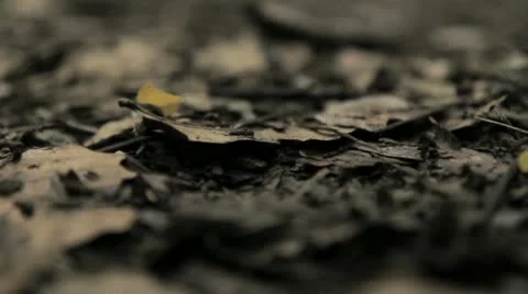 Leaf Cutter Ant 02 Video stock 8994100