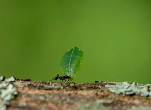 Leaf-cutter ant in action Stock Photos
