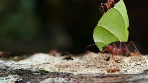 Leaf Cutter Ant (Atta sp.) Stock Footage 93722287