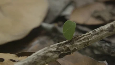 Leaf-cutter ant carrying leaf piece on tree log Stock Footage 74908033
