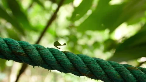 Leaf cutter ant carrying leaf on rope in Ecuadorian Amazon basin 스톡 동영상 311204071