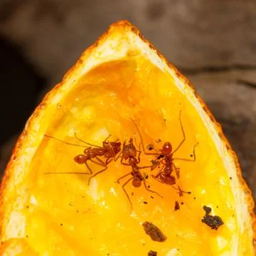 Leaf cutter ant Stock Photos