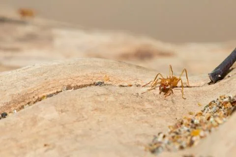 A leaf cutter ant Stock Photos