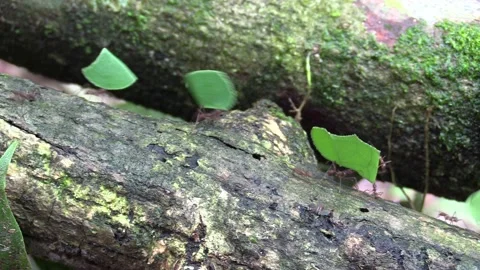 Leaf Cutter Ant Several Ants Working Carrying Leaves Food on Log in Amazon Stock Footage 132611046