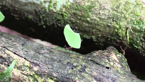 Leaf Cutter Ant Several Ants Working Carrying Leaves and Leaf Parts in Amazon Stock Footage