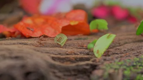 Leaf Cutter Ant walking on branch and carrying pieces of leaf Stock Footage 242834364