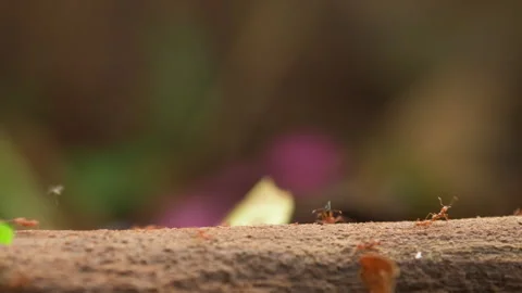 Leaf Cutter Ant walking on branch and carrying pieces of leaf Stock Footage 242834415
