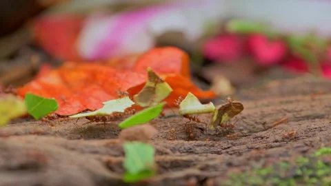Leaf Cutter Ant walking on branch and carrying pieces of leaf Stock Footage 242835010