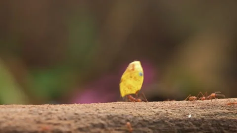 Leaf Cutter Ant walking on branch and carrying pieces of leaf Stock Footage 242835071