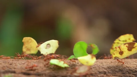 Leaf Cutter Ant walking on branch and carrying pieces of leaf Stock Footage 242835808