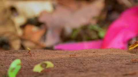 Leaf Cutter Ant walking on branch and carrying pieces of leaf Stock Footage 242836472