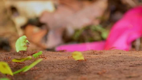 Leaf Cutter Ant walking on branch and carrying pieces of leaf - stock video Stock Footage 242836669
