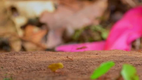 Leaf Cutter Ant walking on branch and carrying pieces of leaf - stock video Stock Footage 242836763
