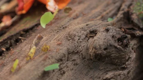 Leaf Cutter Ant walking on branch and carrying pieces of leaf Stock Footage 242837371