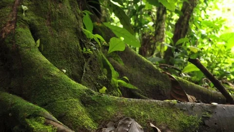Leaf cutter ant at work carrying parts of leaves over a large root of a tree Stock Footage 142758648