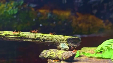 Leaf Cutter Ant Workers Walking Across Wooden Branch in Formicarium Stock Footage 340601764